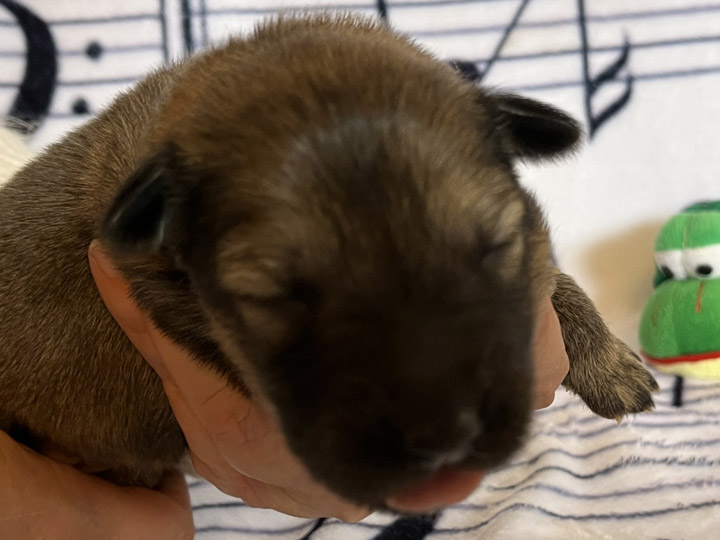 chinook puppy